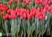 Tulipa Red Ranger ® (1)